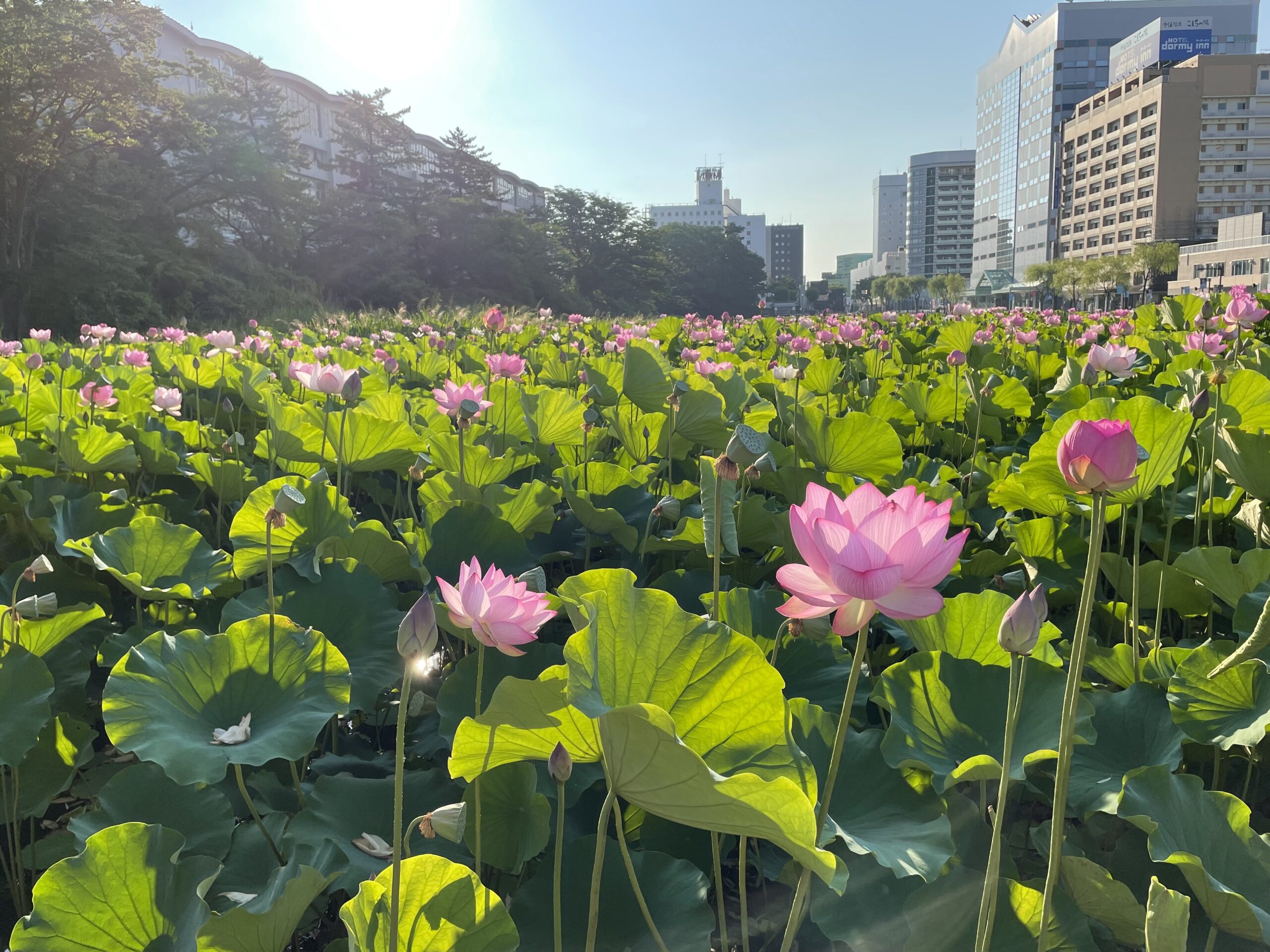 花蓮様　確認ページ 蓮•人•つながる！蓮フェスタ2025 | イベント・プロジェクト | 秋田市