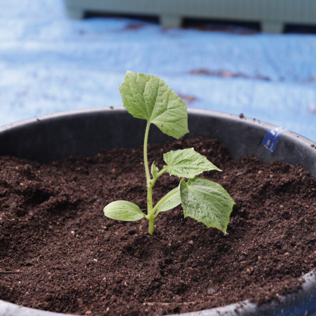 「みんなのはたけ〜春に向かって準備会〜」参加者 募集！