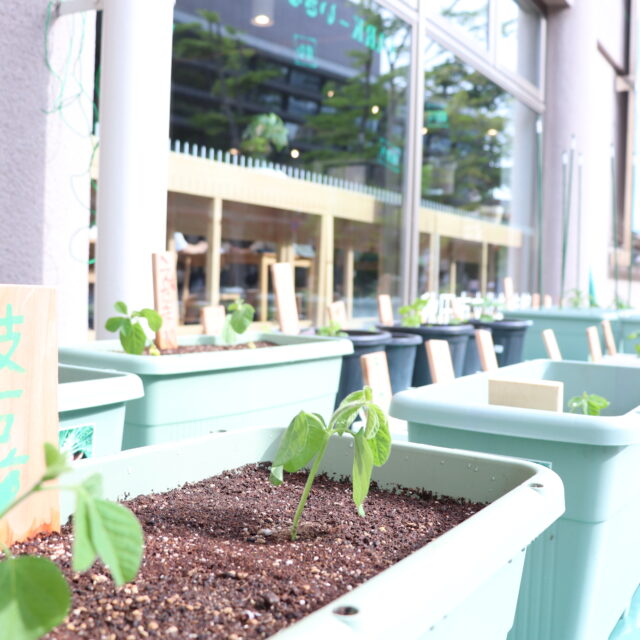 「みんなのはたけ~夏野菜を育てよう~」参加者 募集!